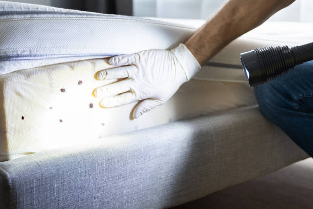 Best Affordable Pest Control Services  in Pimmit Hills, VA