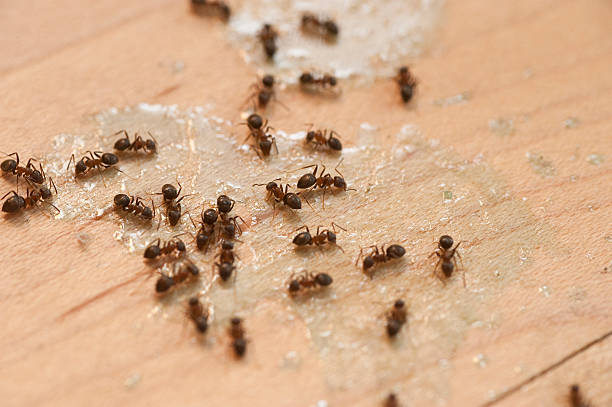 Best Wasp Removal Services  in Pimmit Hills, VA